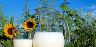Czy można podawać mleko modyfikowane co 2 godziny?