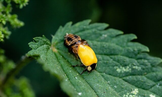 Jak czyścić lalkę Baby Born?